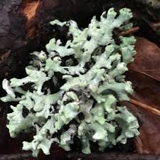 Attēlu rezultāti vaicājumam “Hypogymnia physodes”