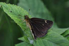 Attēlu rezultāti vaicājumam “Heteropterus morpheus underside”