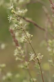 Attēlu rezultāti vaicājumam “Silene otites fruit”