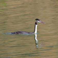 Attēlu rezultāti vaicājumam “Podiceps cristatus”