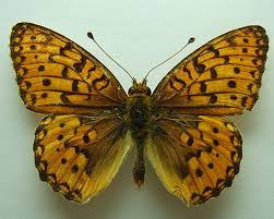 Attēlu rezultāti vaicājumam “Argynnis aglaja”