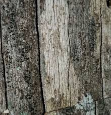 Attēlu rezultāti vaicājumam “Xylographa paralella”