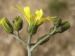 Attēlu rezultāti vaicājumam “Hieracium murorum flower”