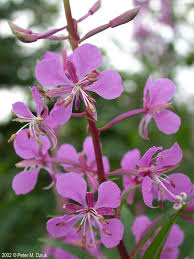 Attēlu rezultāti vaicājumam “Epilobium angustifolium bud”