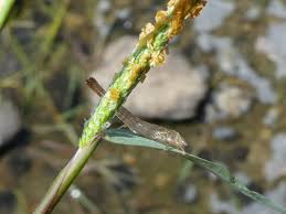 Attēlu rezultāti vaicājumam “Alopecurus aequalis flower”