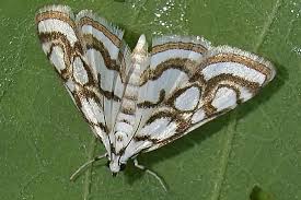 Attēlu rezultāti vaicājumam “Nymphula nitidulata”