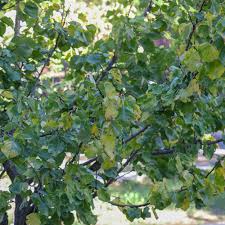 Attēlu rezultāti vaicājumam “Prunus armeniaca leaf”