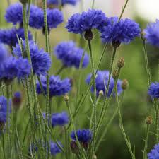 Image result for Centaurea cyanus
