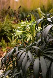 Image result for Helleborus foetidus
