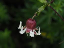 Attēlu rezultāti vaicājumam “Silene baccifera”