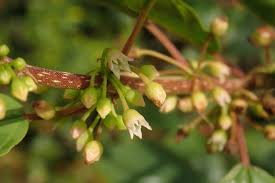 Attēlu rezultāti vaicājumam “Frangula alnus flower”