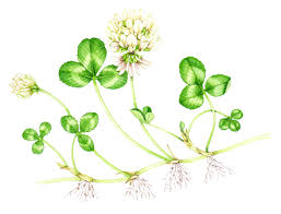 Attēlu rezultāti vaicājumam “Trifolium repens fruit”