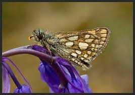 Attēlu rezultāti vaicājumam “Carterocephalus palaemon underside”