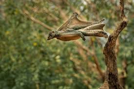 Attēlu rezultāti vaicājumam “Cychramus variegatus”