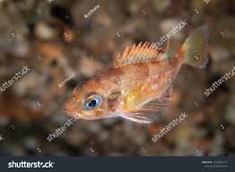 Image result for Sebastes fasciatus