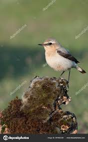 Attēlu rezultāti vaicājumam “Oenanthe oenanthe female”