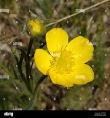 Attēlu rezultāti vaicājumam “Ranunculus polyanthemos”