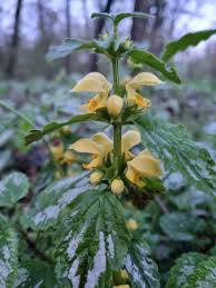 Attēlu rezultāti vaicājumam “Lamiastrum galeobdolon bud”