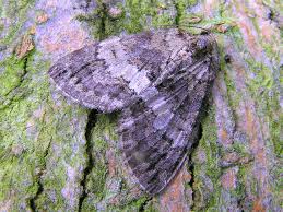 Attēlu rezultāti vaicājumam “Hydriomena impluviata”