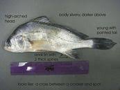 Image result for Aplodinotus grunniens