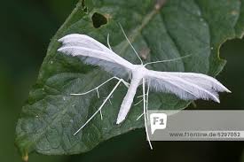 Attēlu rezultāti vaicājumam “Pterophorus pentadactyla”