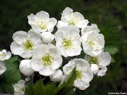 Attēlu rezultāti vaicājumam “Crataegus submollis flower”