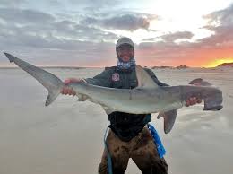 Image result for Sphyrna zygaena