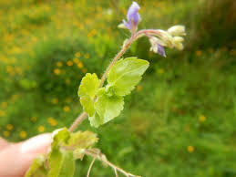 Attēlu rezultāti vaicājumam “Veronica scutellata bud”