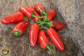 Afbeeldingsresultaat voor biker billy jalapeno hot pepper