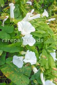 Attēlu rezultāti vaicājumam “Calystegia sepium fruit”