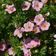 Attēlu rezultāti vaicājumam “Potentilla”