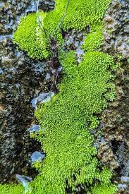 Attēlu rezultāti vaicājumam “Bryum bimum”