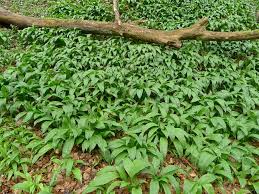 Attēlu rezultāti vaicājumam “Allium ursinum fruit”
