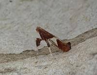 Attēlu rezultāti vaicājumam “Caloptilia stigmatella”