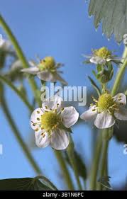 Attēlu rezultāti vaicājumam “Fragaria x ananassa flower”