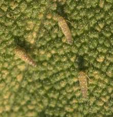 Attēlu rezultāti vaicājumam “Eupteryx vittata”