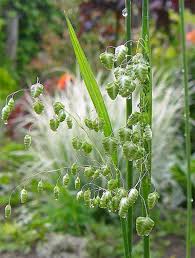 Attēlu rezultāti vaicājumam “Briza media flower”