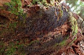 Attēlu rezultāti vaicājumam “Stemonitopsis gracilis”