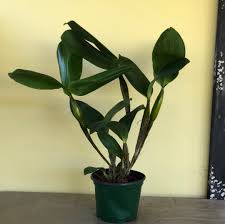 Attēlu rezultāti vaicājumam “Lycogala botrydium macro”