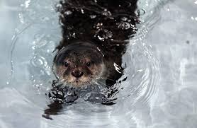 Image result for Eltham Otters