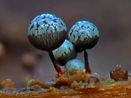 Attēlu rezultāti vaicājumam “Cribraria vulgaris spores”