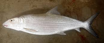 Image result for Albula glossodonta