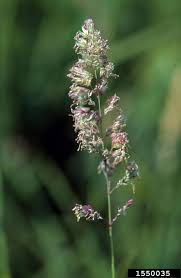 Attēlu rezultāti vaicājumam “Phalaroides arundinacea”