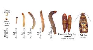 Attēlu rezultāti vaicājumam “Proutia betulina larva”