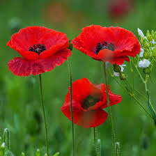 Image result for Mohn