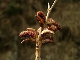 Attēlu rezultāti vaicājumam “Populus simonii”