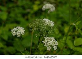 Attēlu rezultāti vaicājumam “Cnidium dubium”