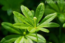 Image result for Galium odoratum