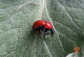 Attēlu rezultāti vaicājumam “Attelabus nitens”