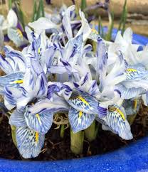 Attēlu rezultāti vaicājumam “Iris reticulata”